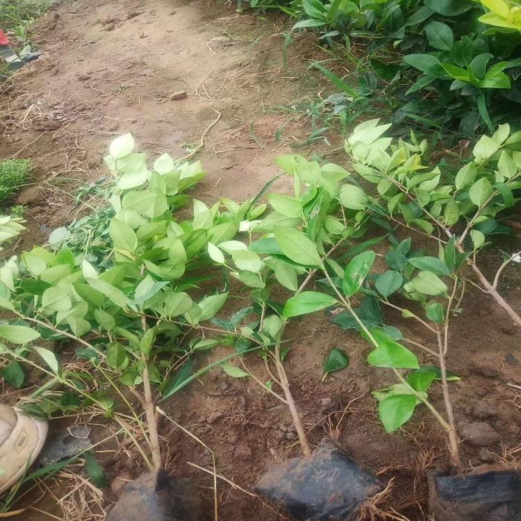 道路绿化用金森女贞  金森女贞批发商  量大优惠