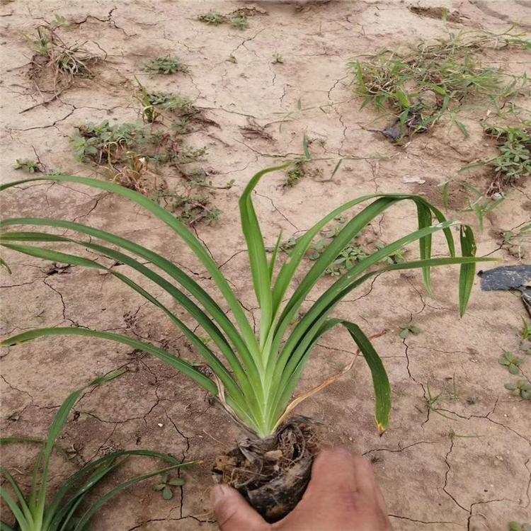 大花萱草小苗批发供应