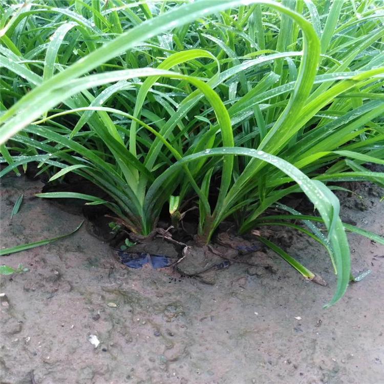 大花萱草基地大花萱草批发大花萱草杯苗大花萱草