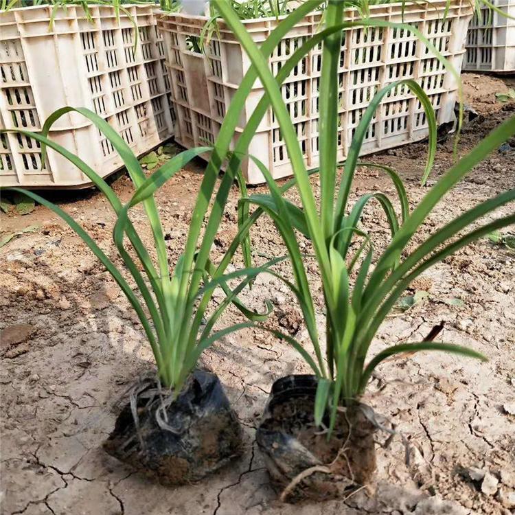 大花萱草基地大花萱草批发价格大花萱草供应商大花萱草
