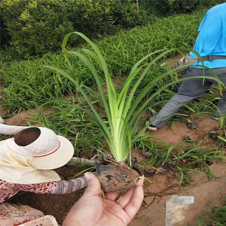 大花萱草基地大花萱草批发价格 大花萱草小苗