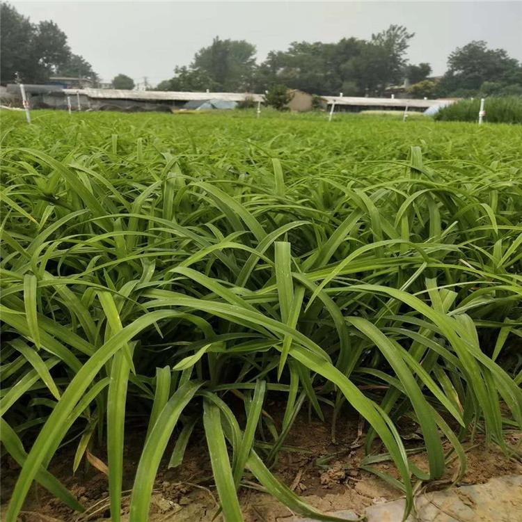 大花萱草杯苗基地价格