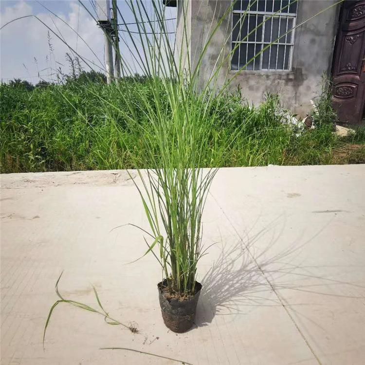 细叶芒价格细叶芒行情细叶芒