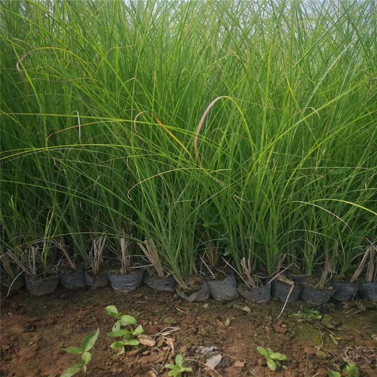 每平方细叶芒价格细叶芒行情