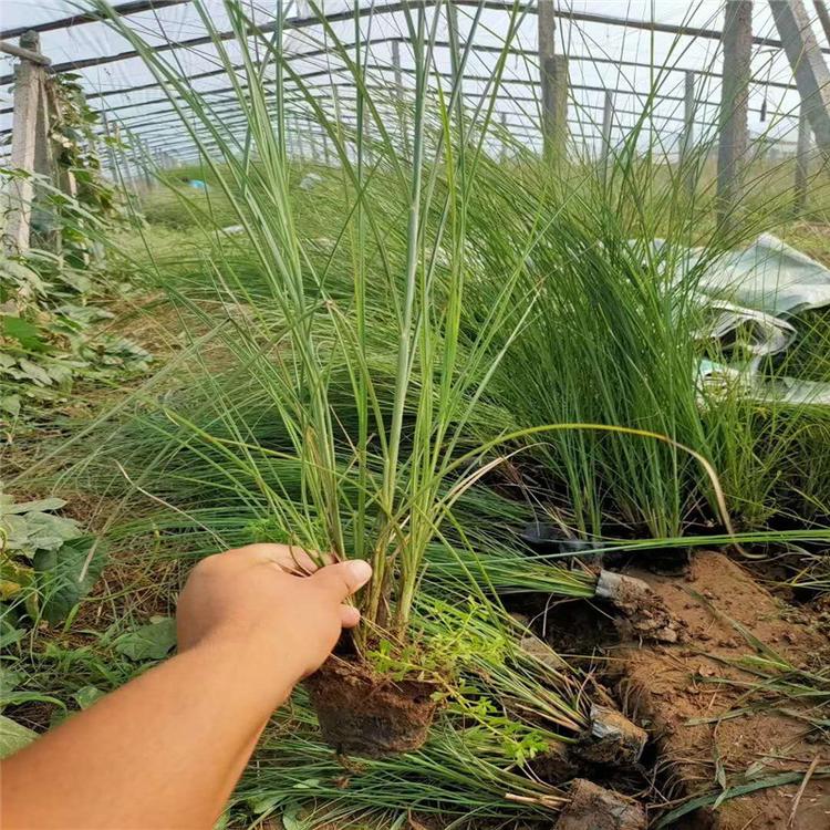 每平方细叶芒价格大量批发细叶芒