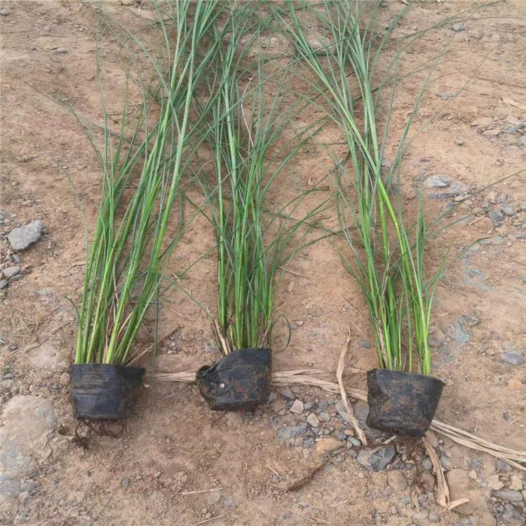 细叶芒工程苗价格观赏草细叶芒种植基地