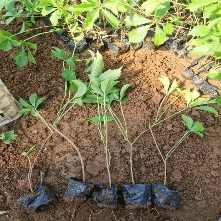 爬山虎小苗供应价格