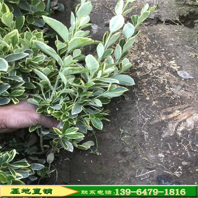 苗木批发金边黄杨 金边黄杨树苗 四季青耐寒绿篱植物树苗