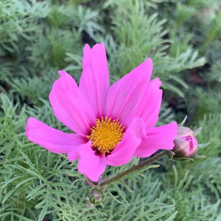 波斯菊批发价格 波斯菊种植基地 美丽乡村建设波斯菊