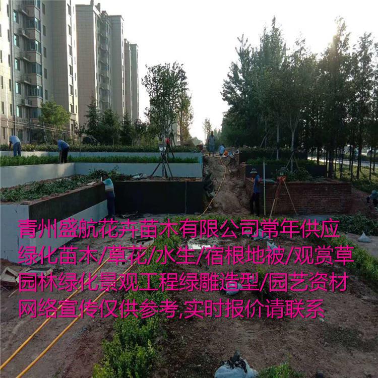 八宝景天小苗成活率 花坛绿化用小苗
