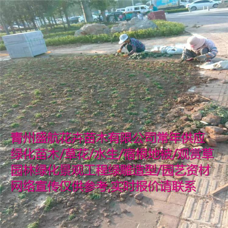 村庄绿化苗木选择 乡村绿化花卉小苗