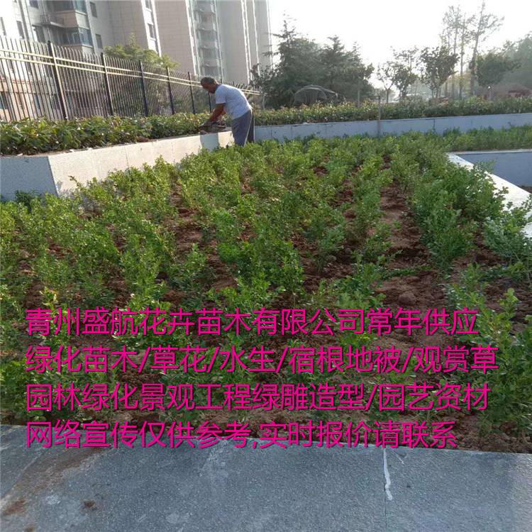 河北市政绿化项目花卉苗木采购