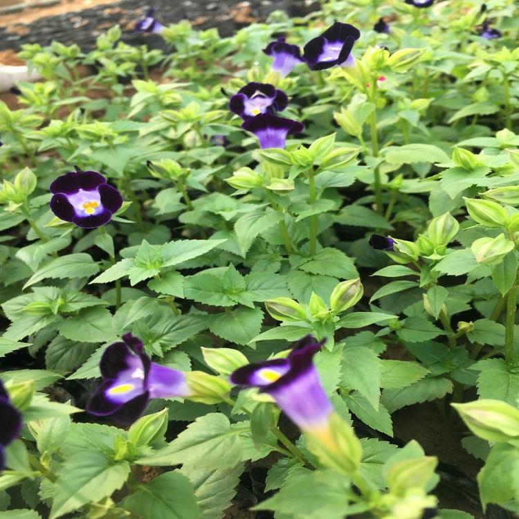 格圣花卉出售  夏堇批发 夏堇种植基地