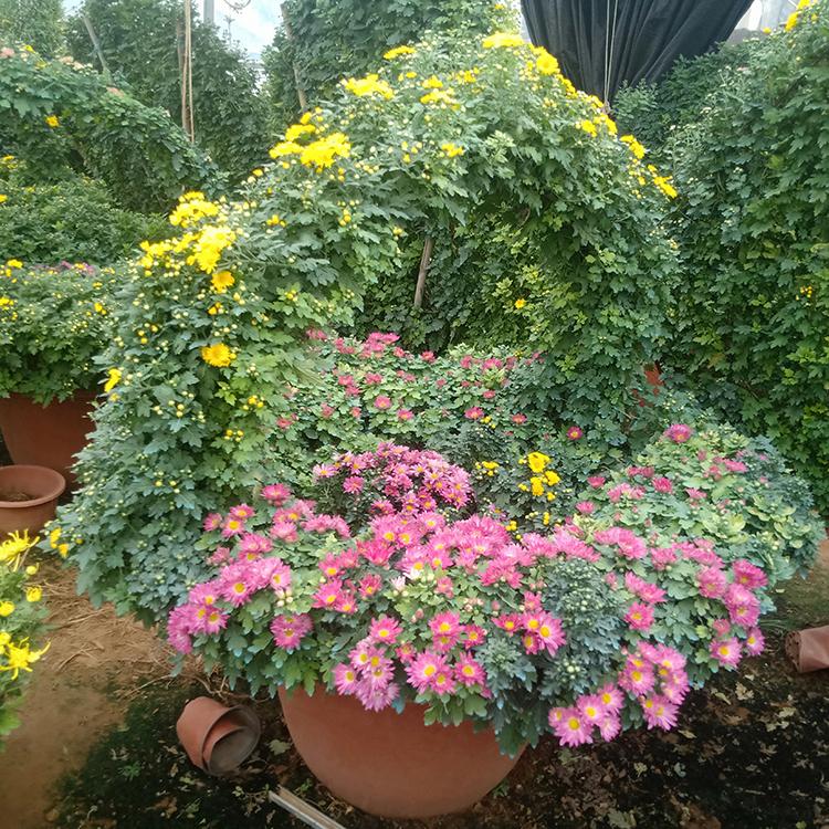 菊花造型 价格合理 青州菊花造型设计
