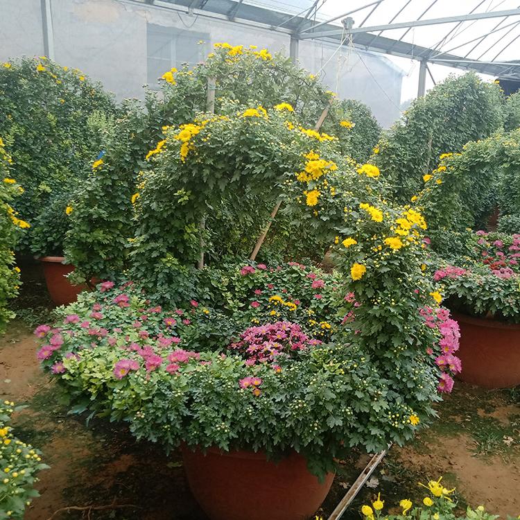 万诺园林 山东菊花造型设计  菊花造型价格