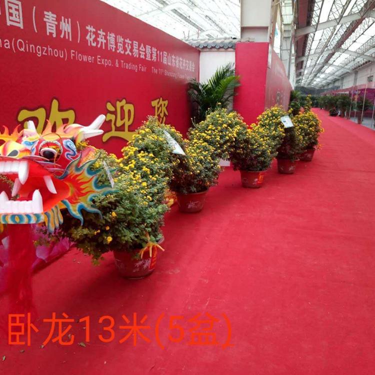 多种菊花造型可选 青州菊花造型 万诺为您服务 菊花造型设计