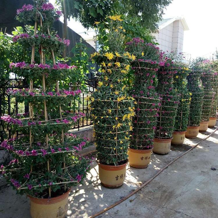欢迎咨询 菊花造型价格 青州菊花造型