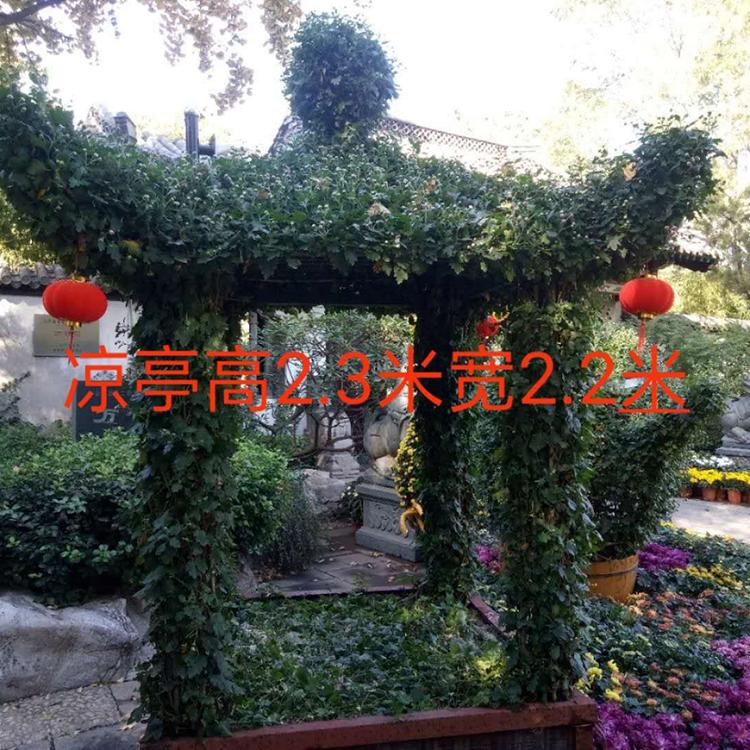 菊花造型报价 万诺园林 菊花造型