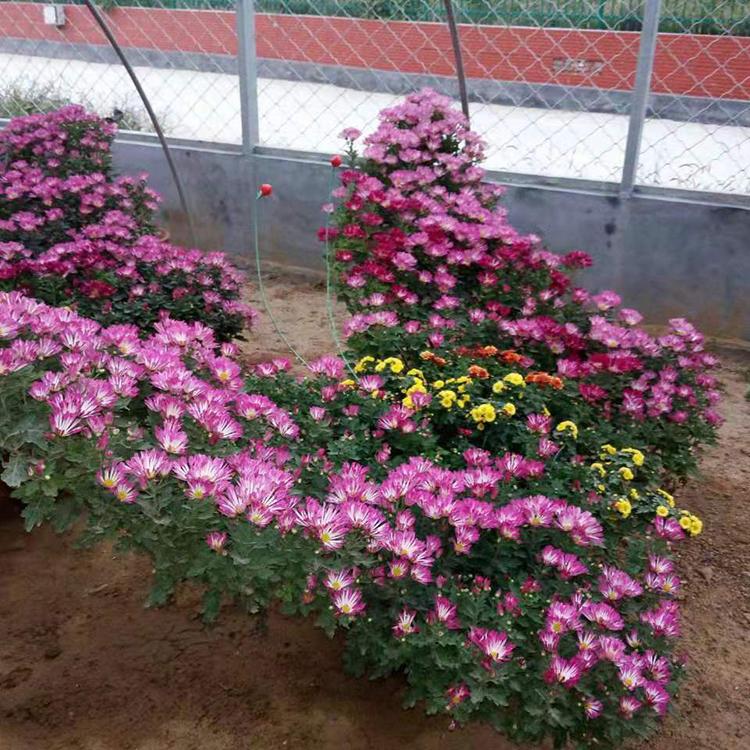 菊花造型 花卉苗木基地 山东菊花造型价格