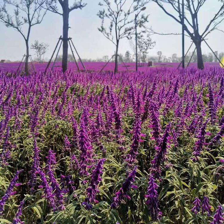 墨西哥鼠尾草批发 基地供应 青州墨西哥鼠尾草小苗