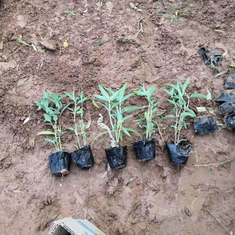 墨西哥鼠尾草批发 自产自销 青州墨西哥鼠尾草小苗