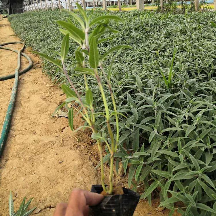 基地供应 墨西哥鼠尾草 墨西哥鼠尾草供货商