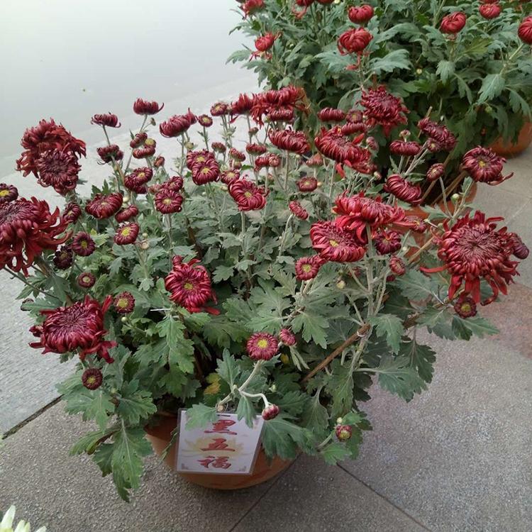 品种菊花批发 山东菊花 万诺花卉 品种菊花苗