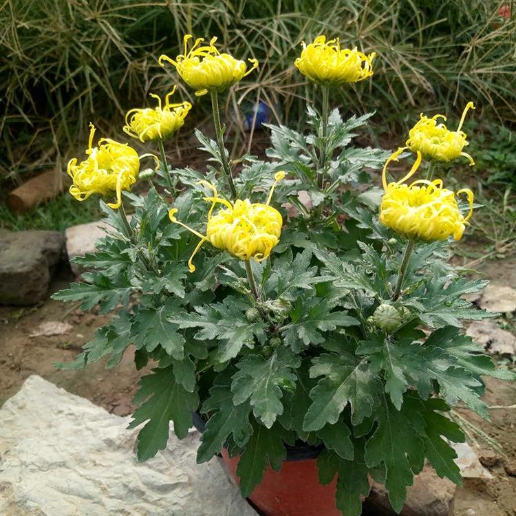 品种菊花报价 青州菊花 基地直销 品种菊花苗