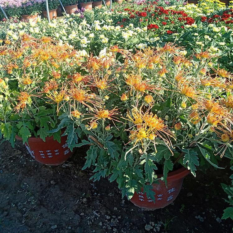 大盆品种菊花 品种菊花供应商 基地好苗预定
