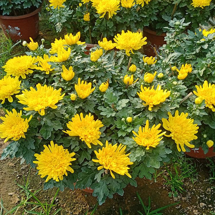 品种菊花种植基地 青州菊花 基地直销 大盆品种菊花