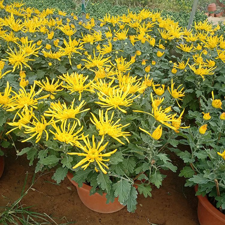大盆品种菊花 品种菊花供应商 万诺花卉