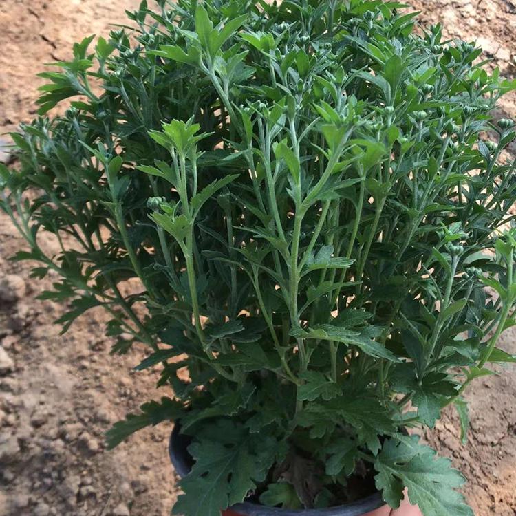 千头菊 千头菊批发 青州宿根花卉