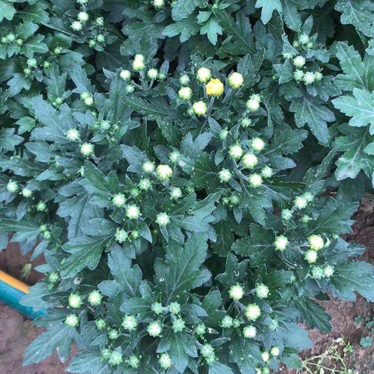 庭院种植花卉 千头菊盆栽 千头菊批发