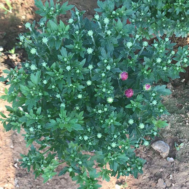 基地种植 千头菊 千头菊行情