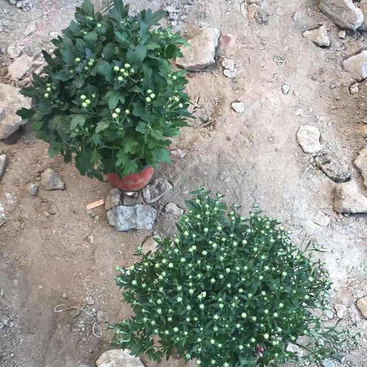 千头菊供货商 基地种植 多花苞千头菊 山东宿根花卉