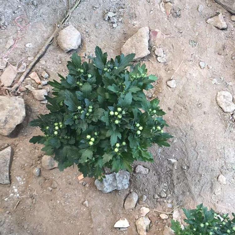 千头菊行情 欢迎选购 千头菊盆栽 山东宿根花卉