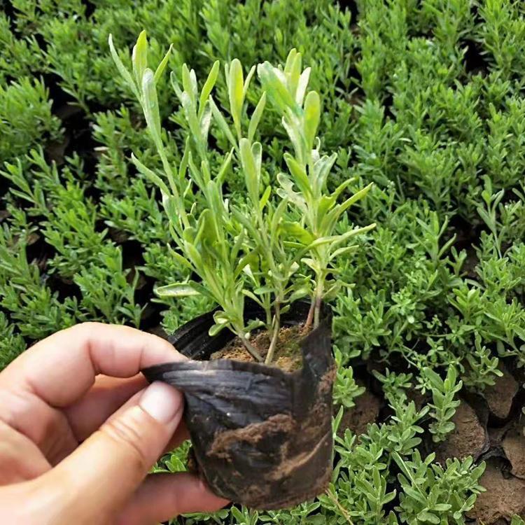 薰衣草 山东草花 薰衣草花海 薰衣草价格