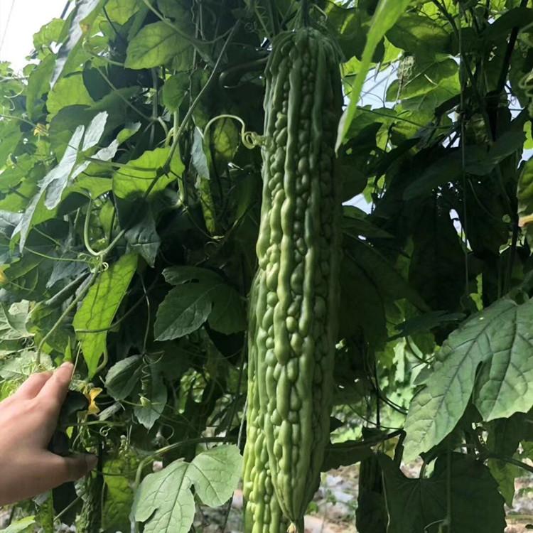 天骄苦瓜种苗 温室露地种植苦瓜苗  耐旱无病虫害 旭冉农业直销