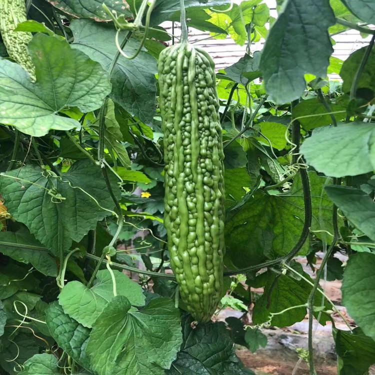 耐旱型美绿苦瓜种苗  条顺瓜直 无病虫害 产量高 常年供应