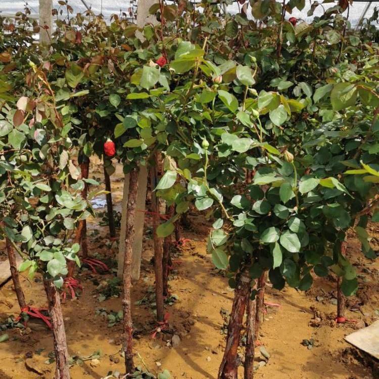 青州月季 月季树种植基地 大量批发 月季树苗