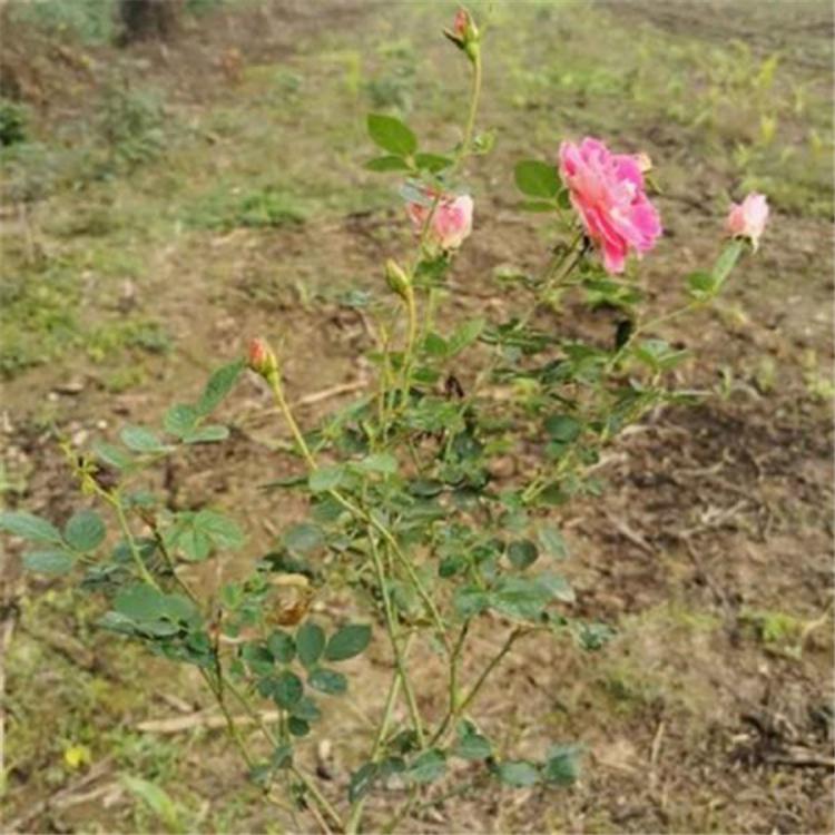 青州月季 月季树种植基地 大量批发 月季树苗