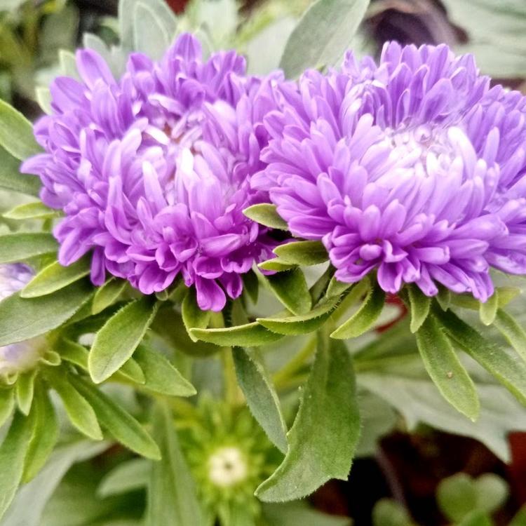 翠菊基地   翠菊批发   草花基地   绿化苗木