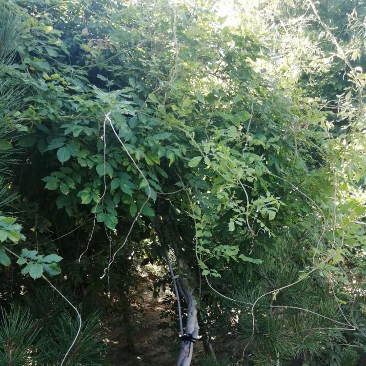 紫藤价格    紫藤凌霄批发   青州雅林苗木基地    草花基地