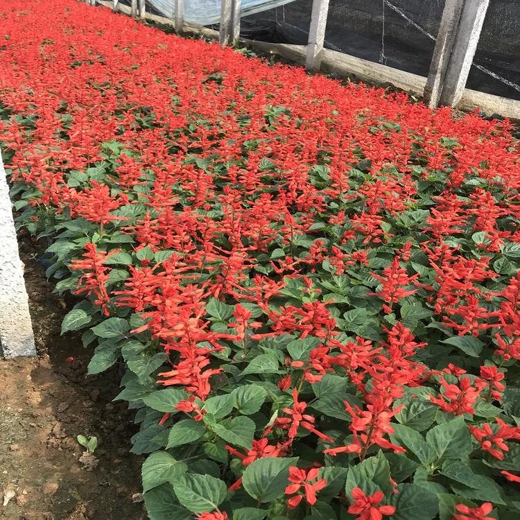 一串红草花基地 一串红批发 青州地邦