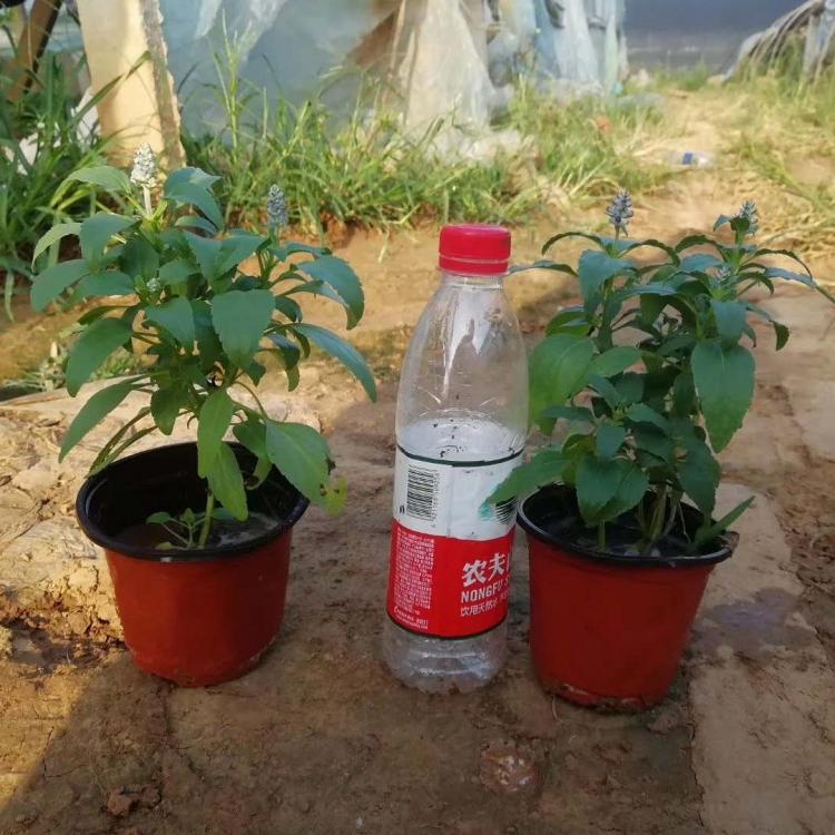 宿根鼠尾草供应 草花鼠尾草价格 园林花海鼠尾草小苗