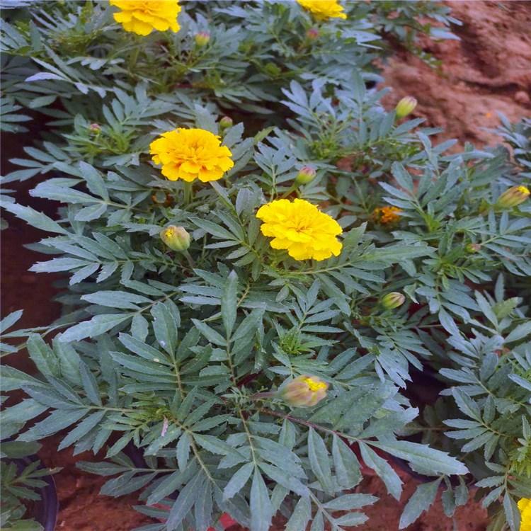 孔雀草销售   绿化孔雀草价格 庭院观赏孔雀草