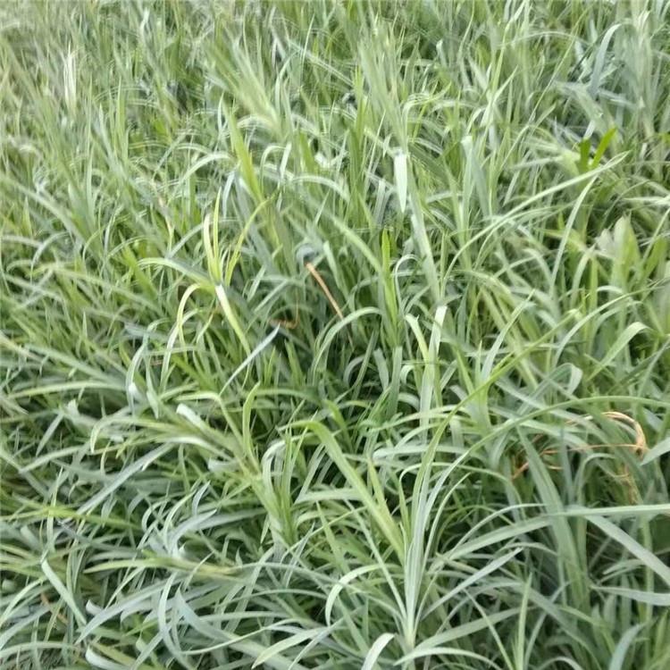 石竹花海  打造网红基地 就来香泽园林