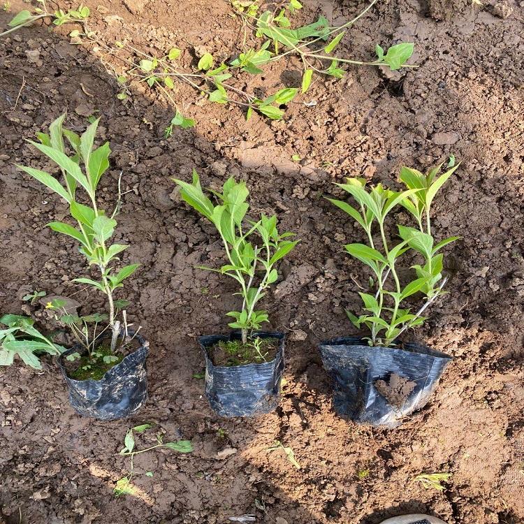 茂刚花卉长期供应红王子锦带  红王子锦带种植基地