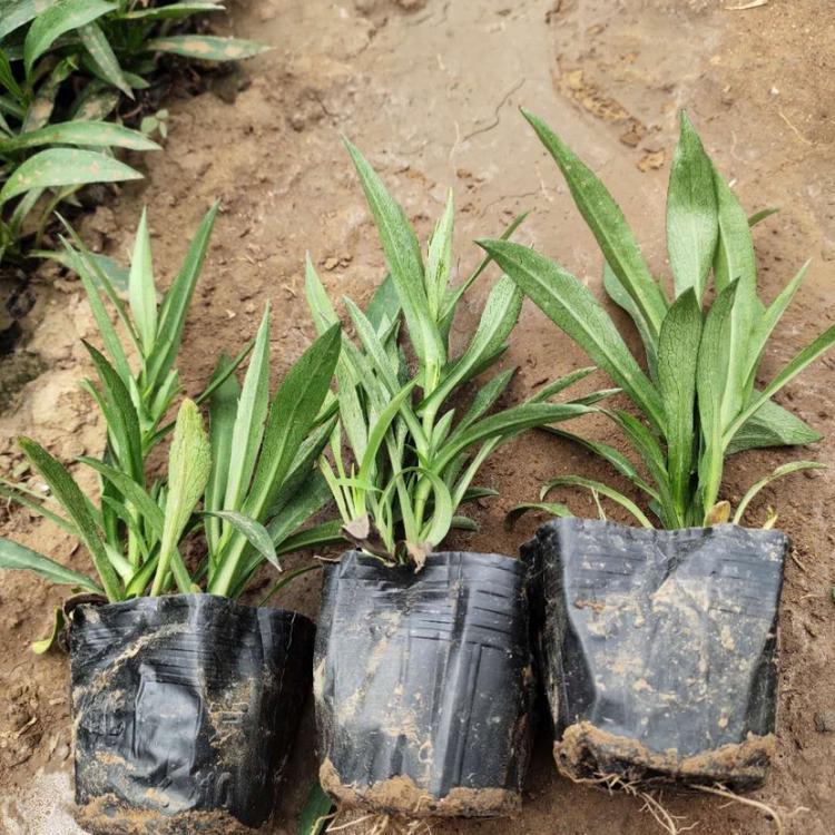 公园花海租摆系列  荷兰菊 山东青州大量供应草花荷兰菊