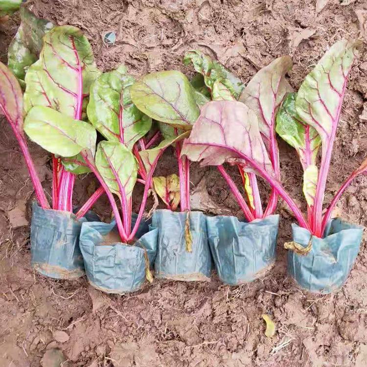 山东红叶甜菜销售商 耐寒红叶甜菜 二年生草本植物
